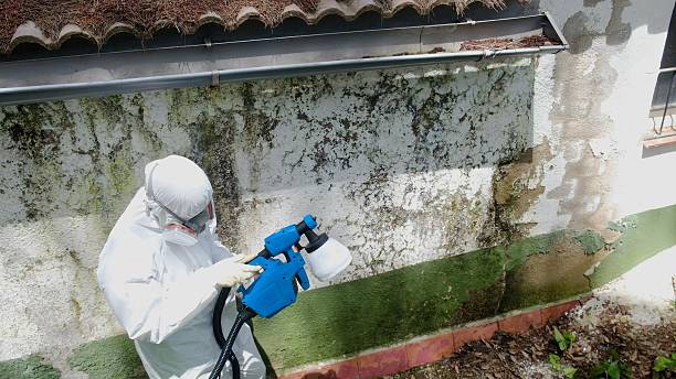 Trusted Mold Removal service in Shelbyville, IL - Cheap Mold Removal